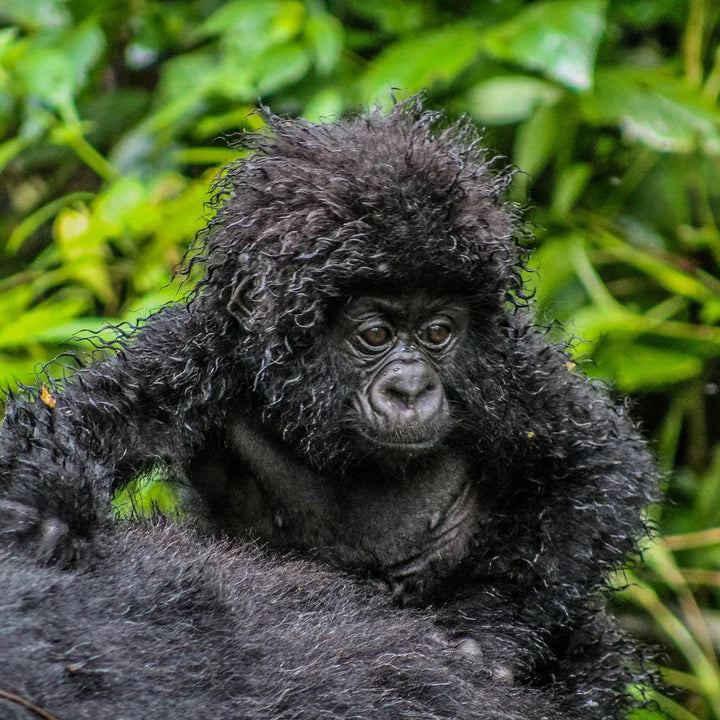Virunga Origins Vanilje