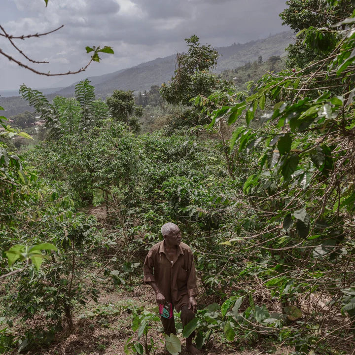 Kaffe fra Congo