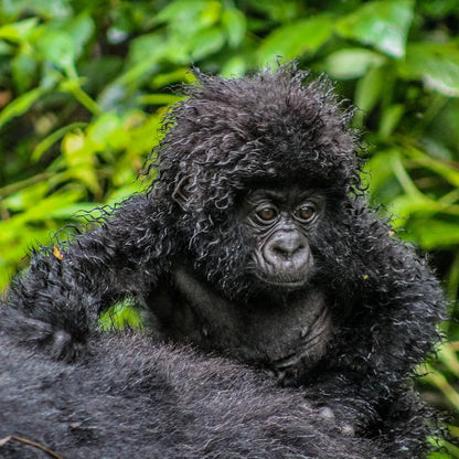 Chiafrø fra Congo