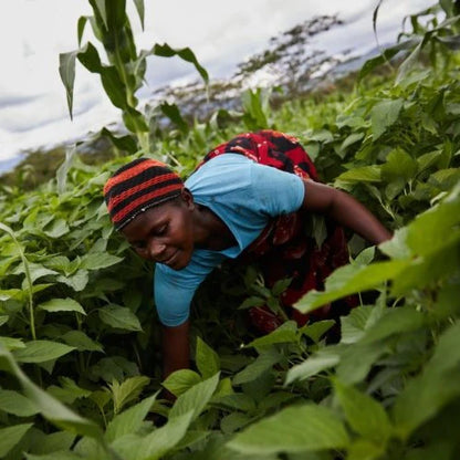 Chiafrø fra Congo