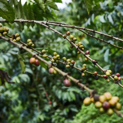 Kaffe fra Congo